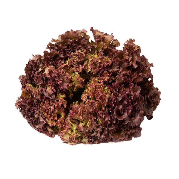Lollo Rosso